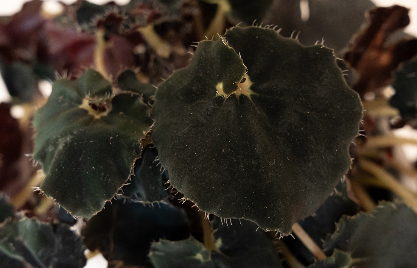 Black Leaves – leafjoy®