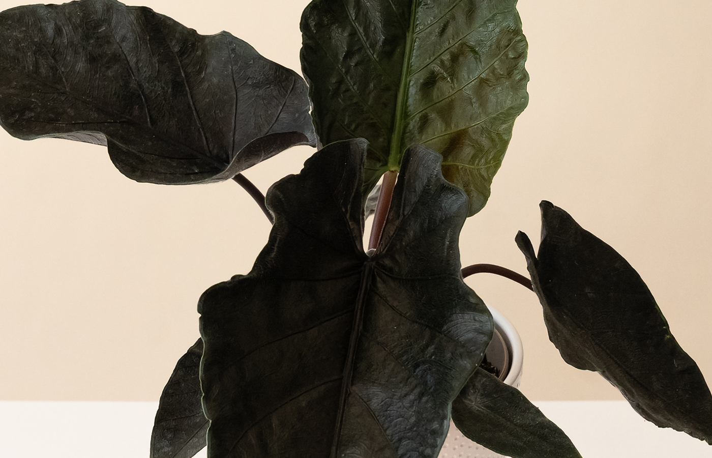Dark Green Leaves – leafjoy®