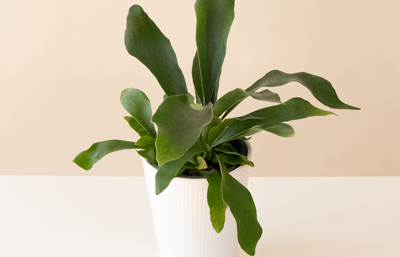 Leafy Shade VII 荒木新子 ARAKI Shinko - images | The Tolman