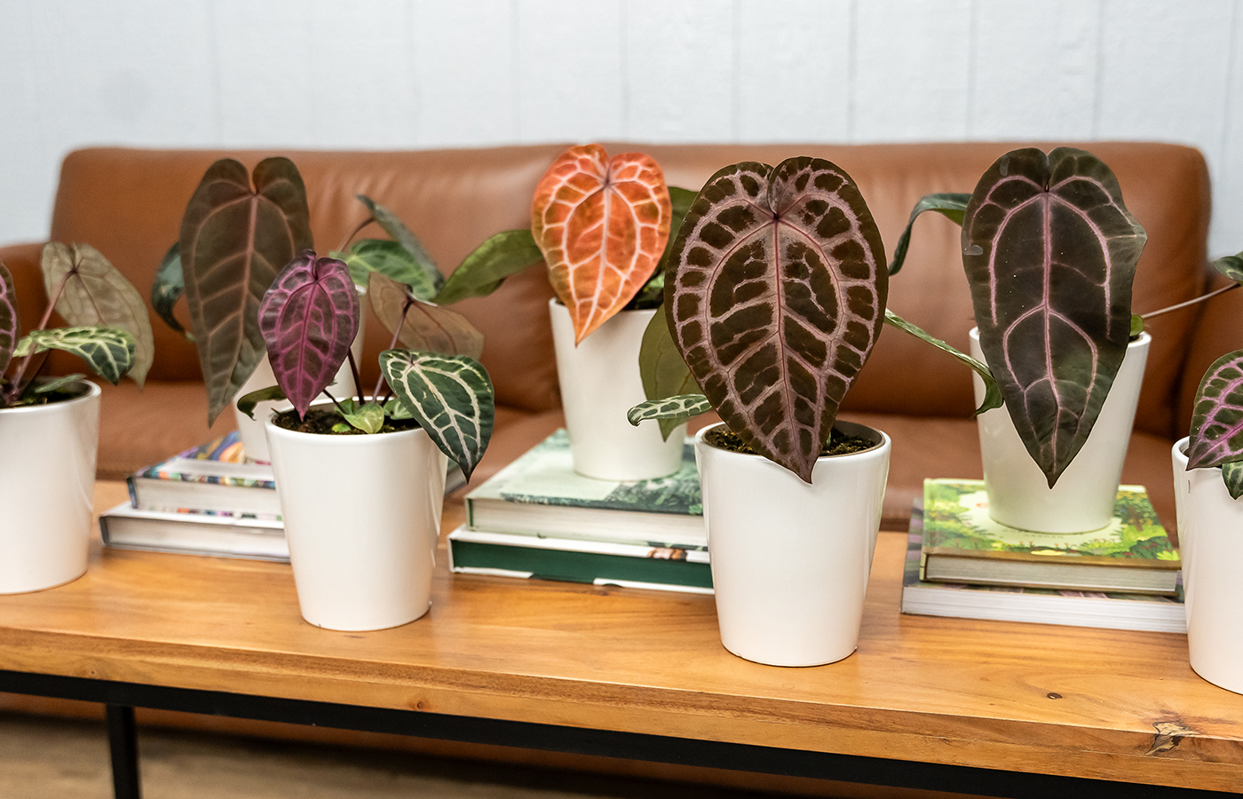 Multicolored Leaves – leafjoy®