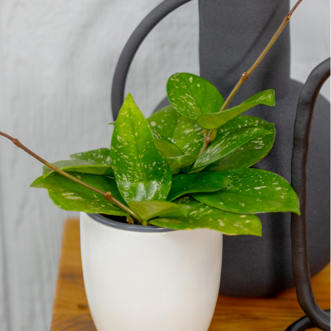 Endless Cascades® Freckled Splash | leafjoy®