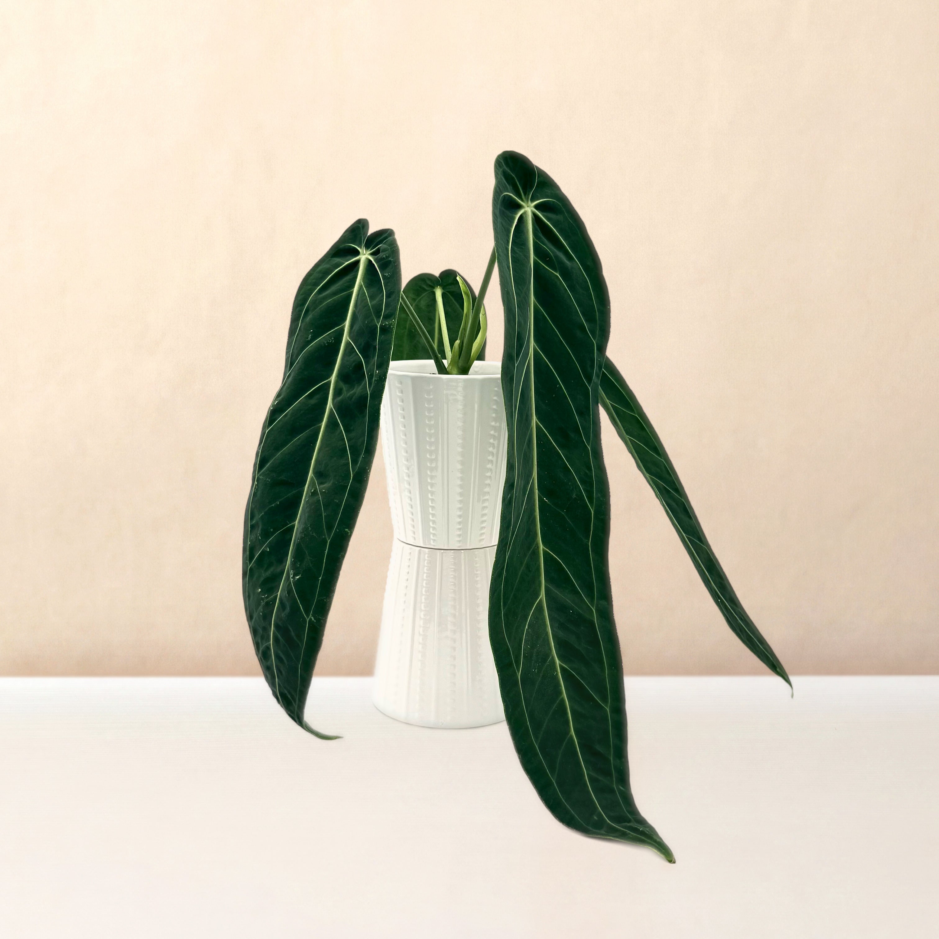 Anthurium warocqueanum | Queen Anthurium | leafjoy®
