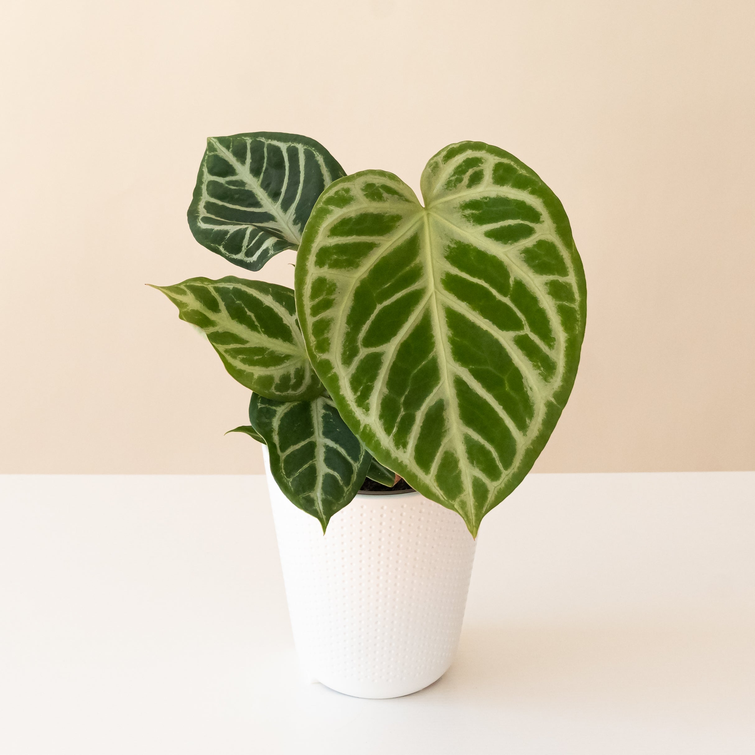 Arching Amour™ Heart's Desire™ | leafjoy®