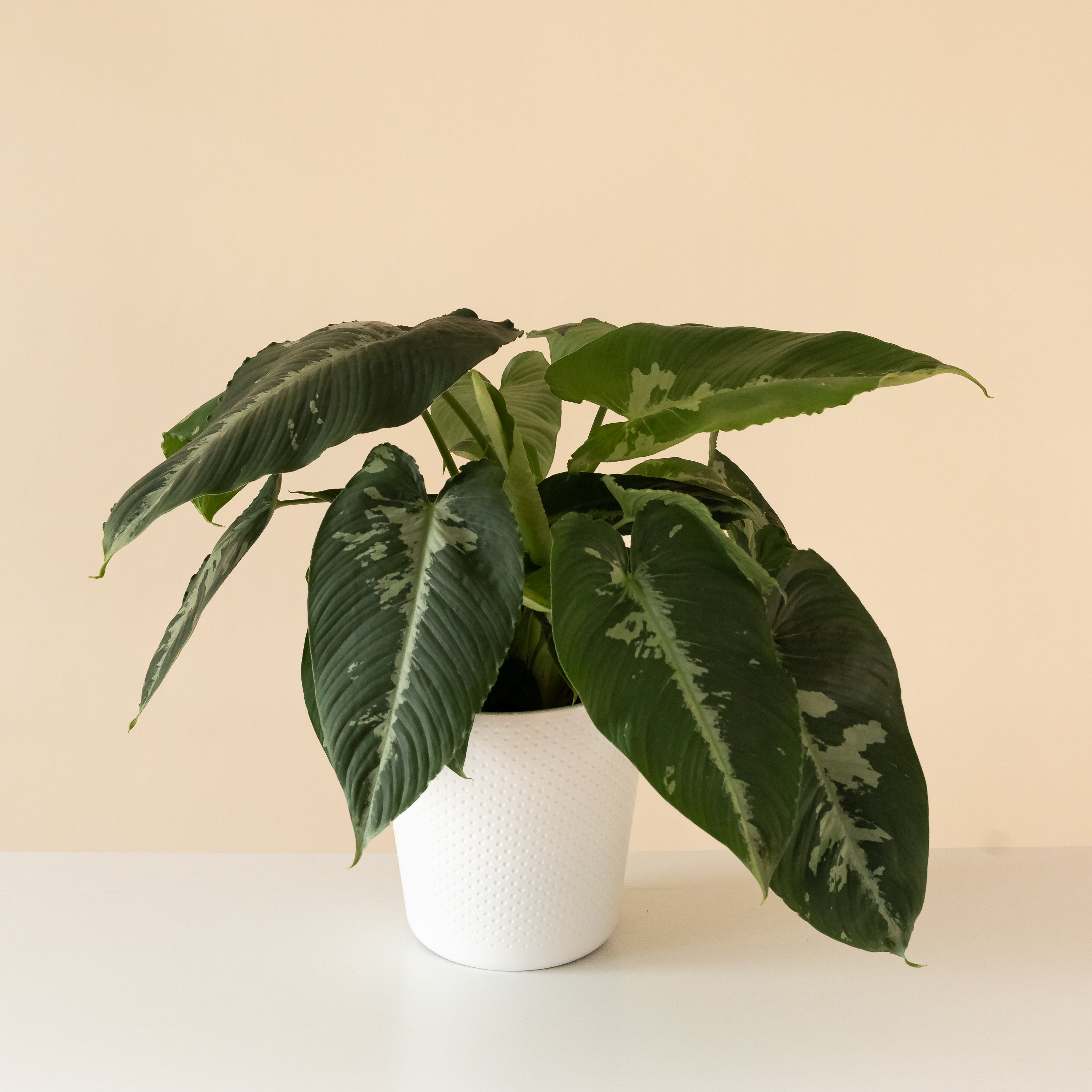 art deco indoor plant pots Art Deco™ Rivera™