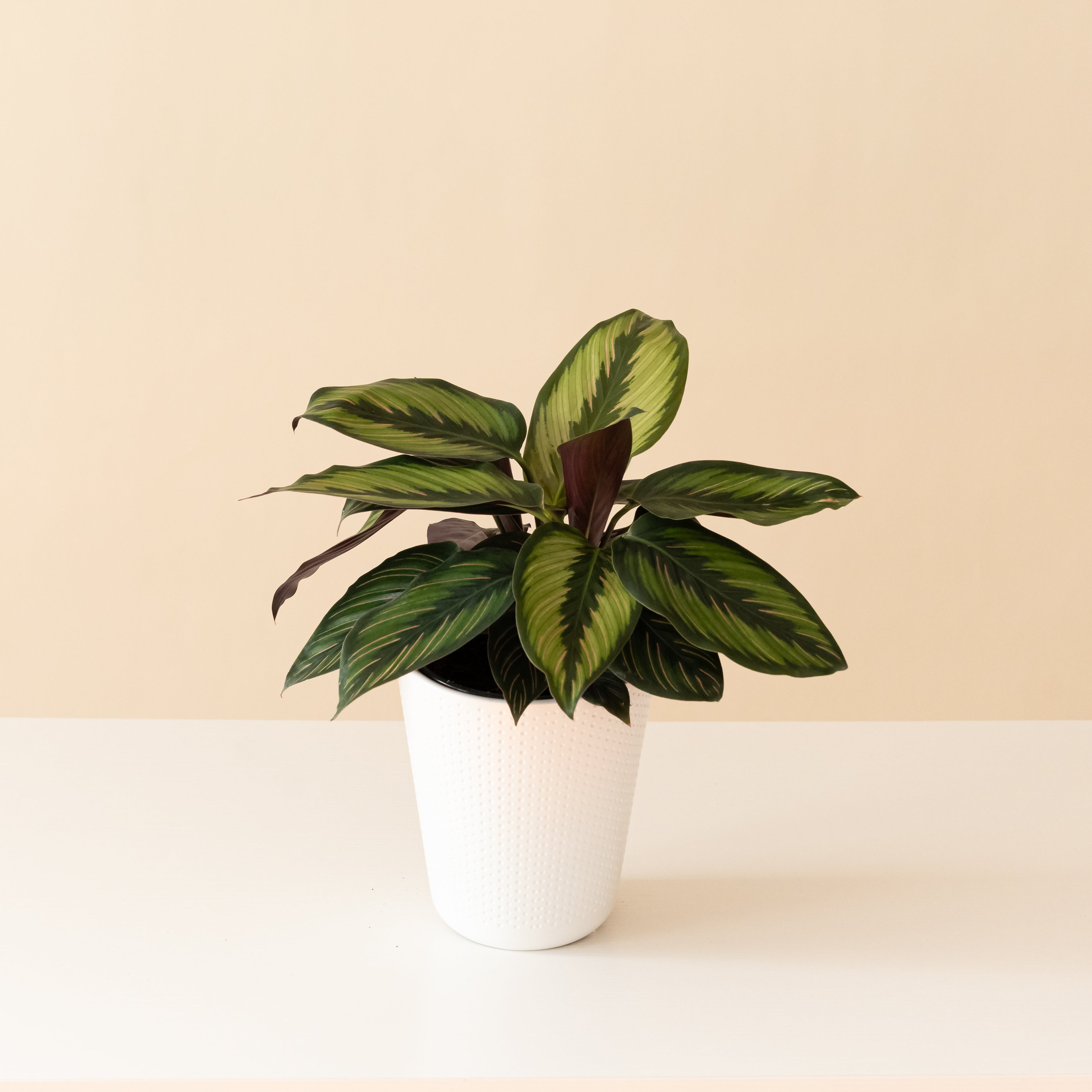 star plant pot ColorFull® Beauty Star