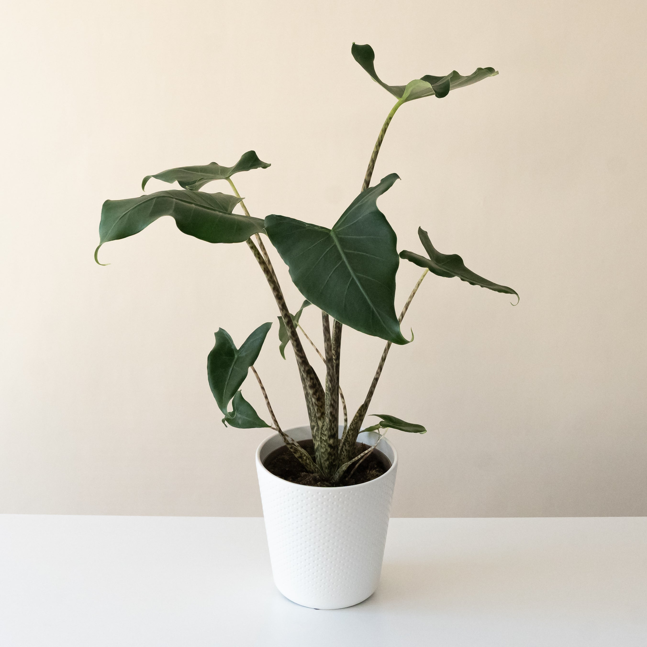 Mythic® Jungle Music™ | leafjoy®