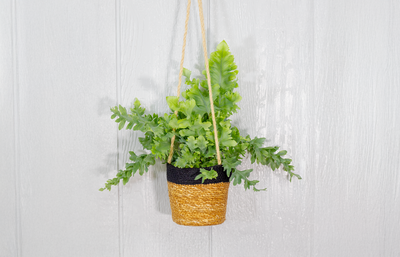Canopy Collection