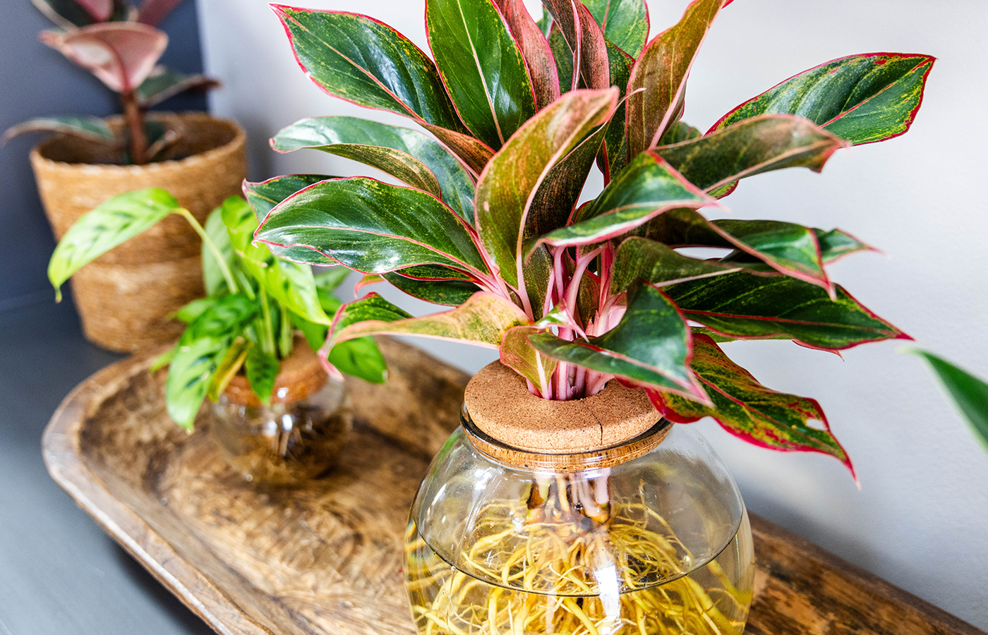 art deco house plants Art Deco™ Opulence™