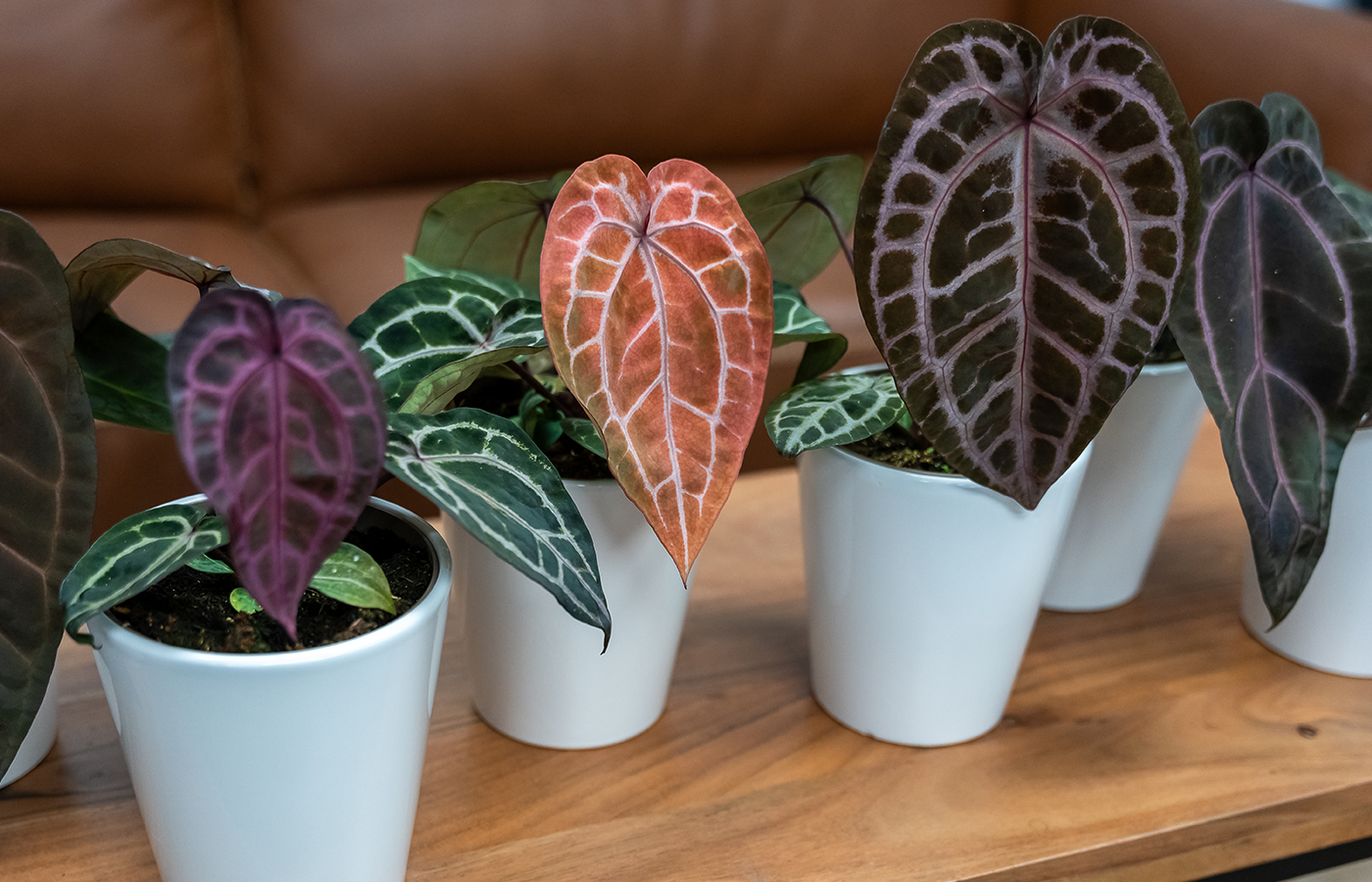 anthurium hearts desire Arching Amour™ Heart's Desire™