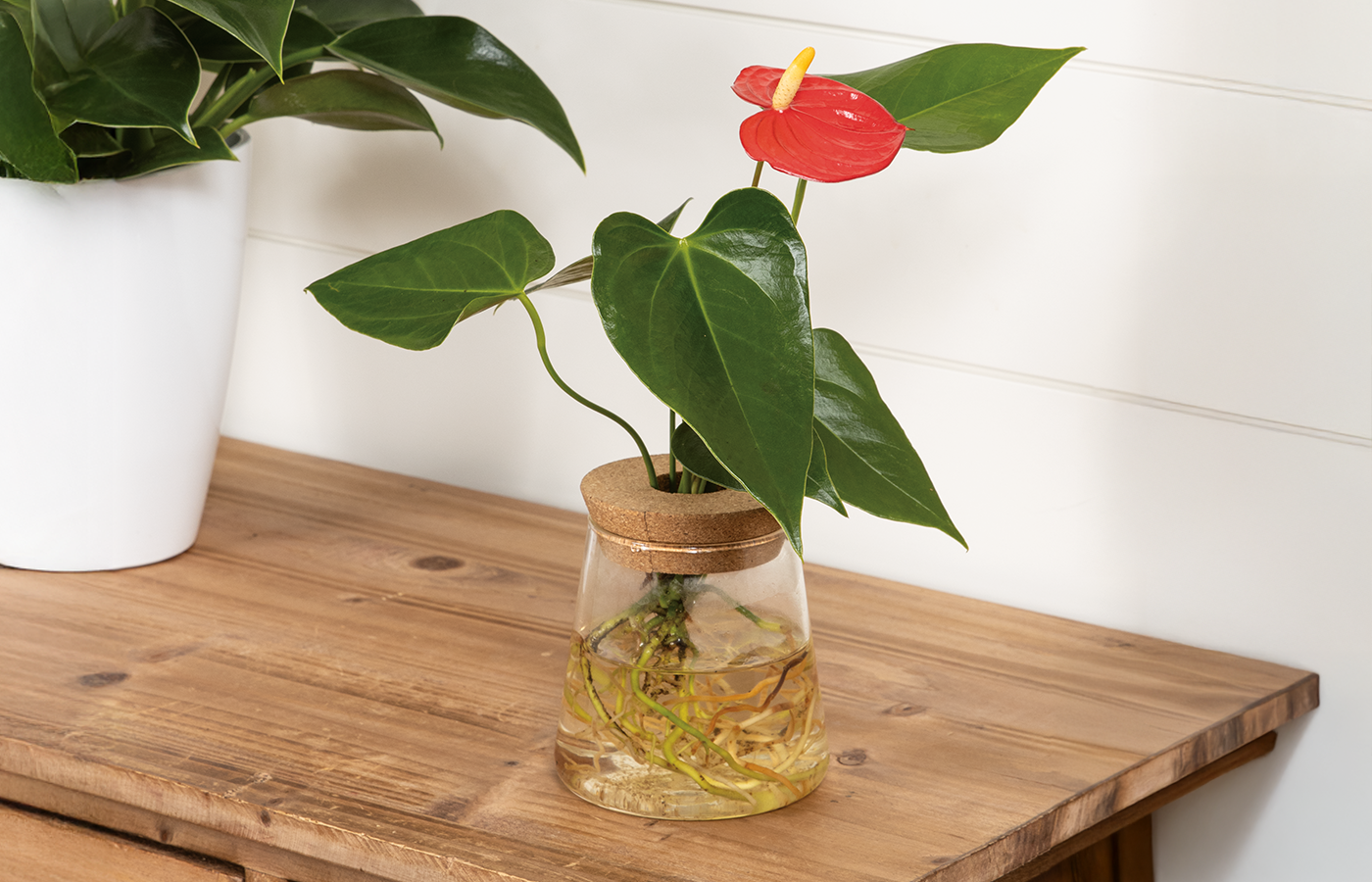 Flowering Plants