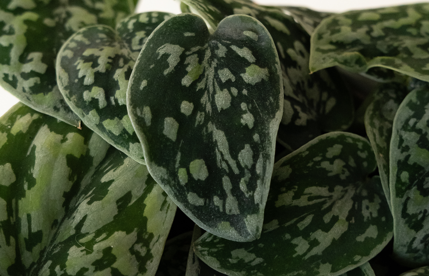 Care Level: Moderate