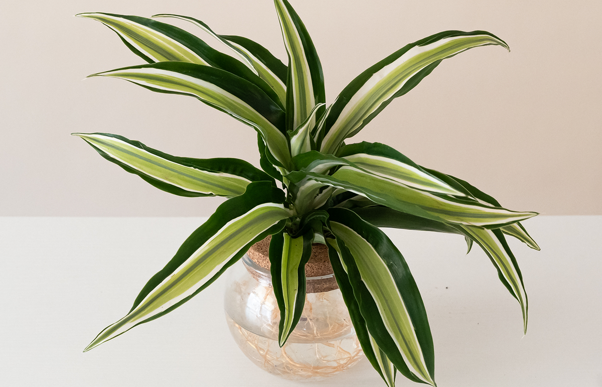 Styllized Leaf StyleLush® Sea Turtle™ | leafjoy®