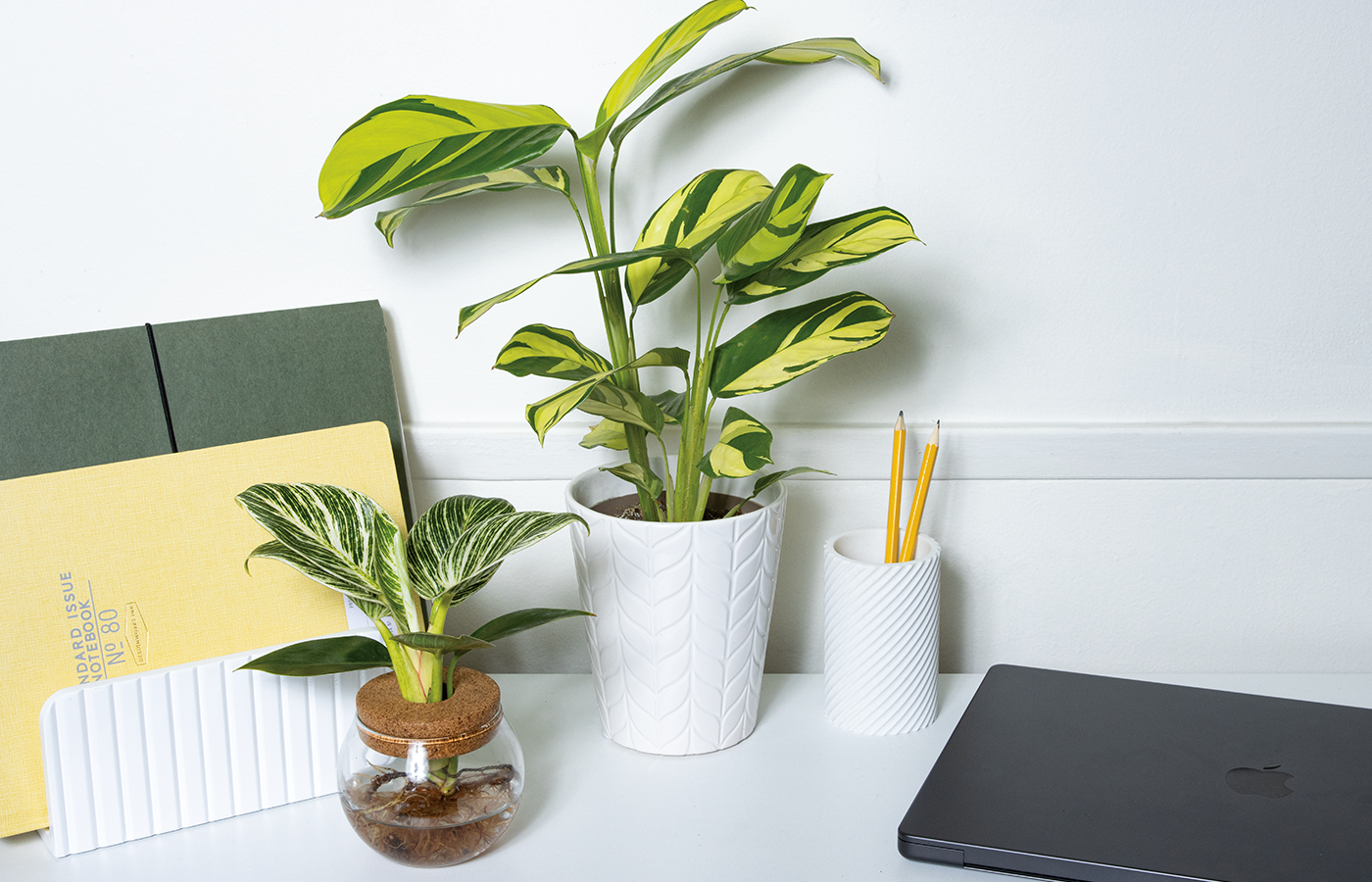 Office Plants