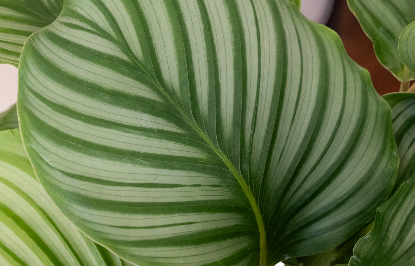 Care Level: Time Intensive