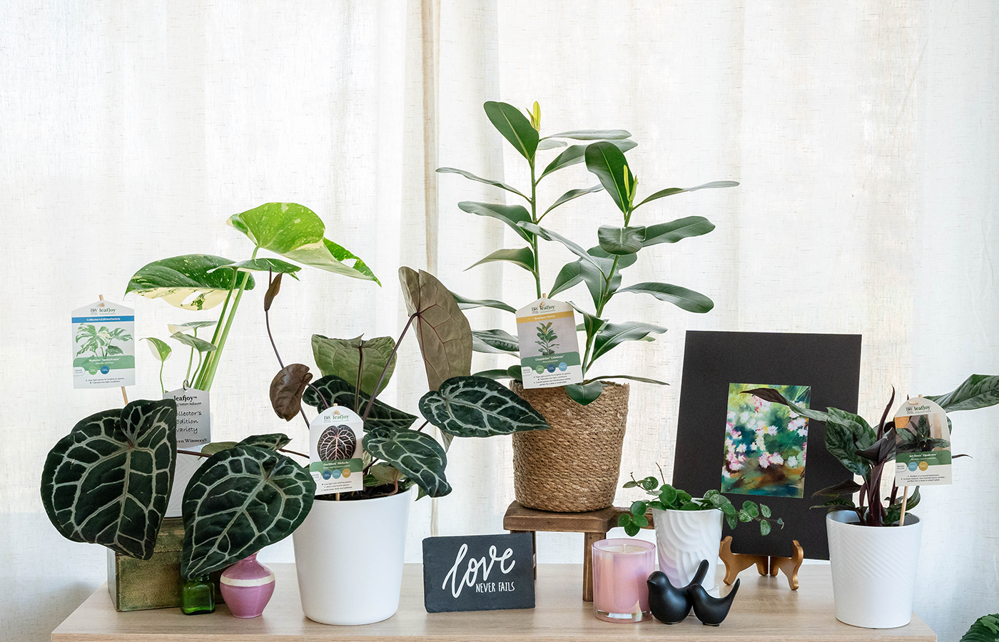 art deco house plants Art Deco™ Opulence™