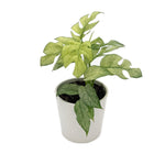 leafjoy Rhaphidophora Tetrasperma Variegated 12cm in a white ceramic, angled view