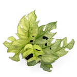 leafjoy Rhaphidophora Tetrasperma Variegated 12cm in a white ceramic, top view