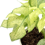 leafjoy Rhaphidophora Tetrasperma Variegated 12cm in a white ceramic, close-up of the foliage