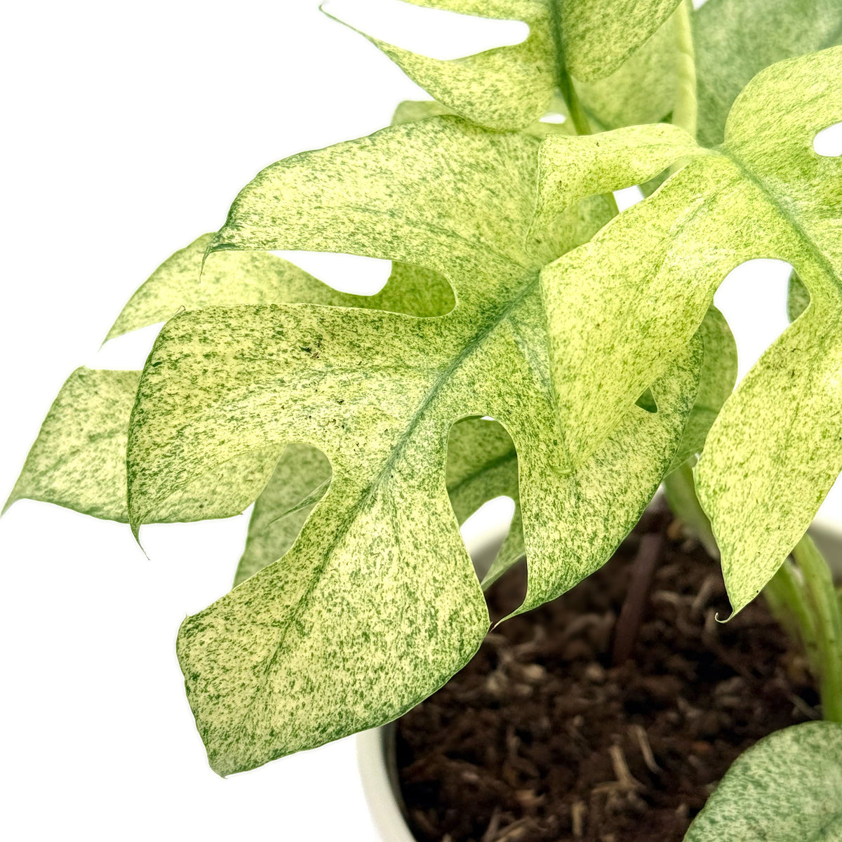 leafjoy Rhaphidophora Tetrasperma Variegated 12cm in a white ceramic, close-up of the foliage