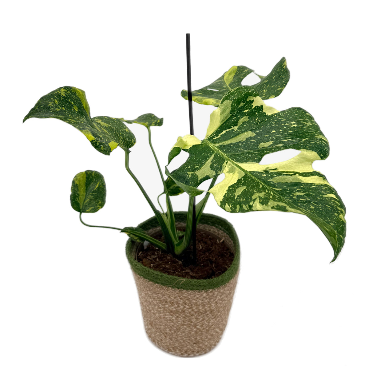 leafjoy Monstera Electro Light, One of a Kind 17cm in a natural fiber, angled view