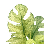 leafjoy Rhaphidophora Tetrasperma Variegated 12cm in a white ceramic, close-up of the foliage