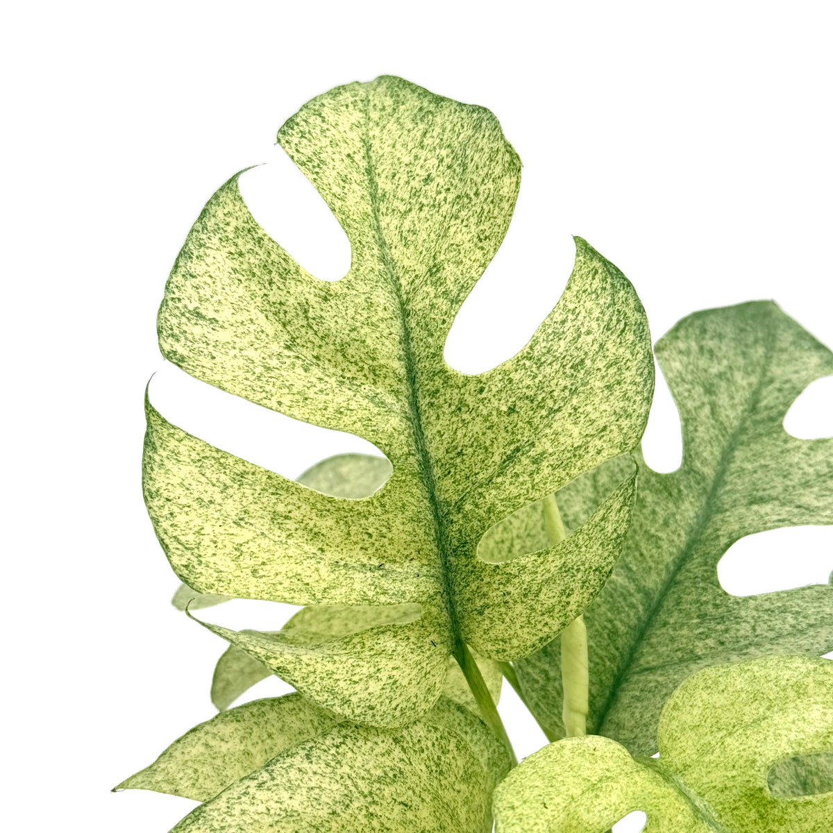 leafjoy Rhaphidophora Tetrasperma Variegated 12cm in a white ceramic, close-up of the foliage