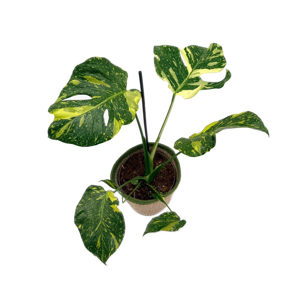leafjoy Monstera Electro Light, One of a Kind 17cm in a natural fiber, angled view