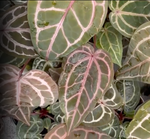DocBlock Premier™ Minerva™ '20' x  Zara™ '14' (Anthurium) in a 12cm white ceramic pot