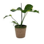 leafjoy Monstera Electro Light, One of a Kind 17cm in a natural fiber, side view