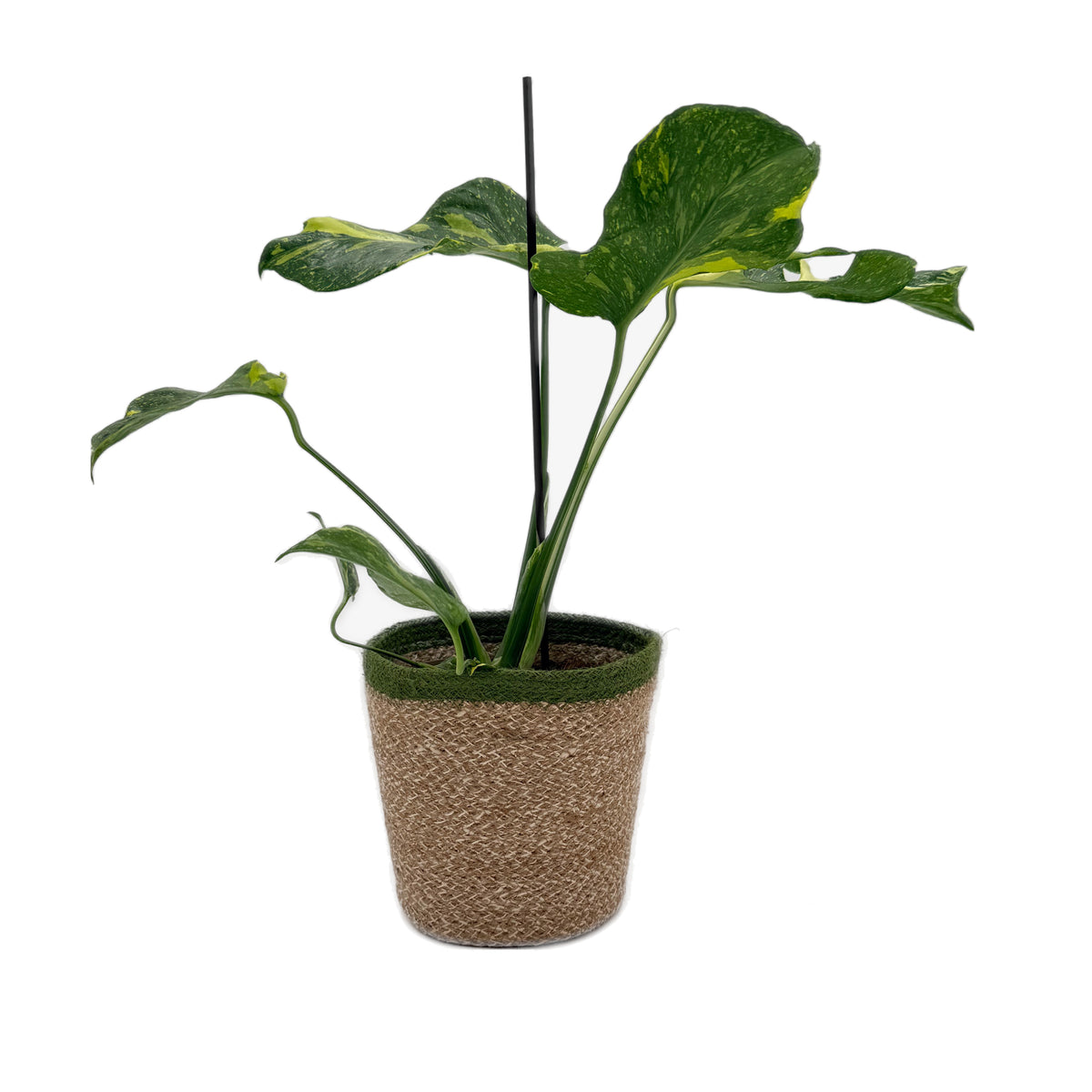 leafjoy Monstera Electro Light, One of a Kind 17cm in a natural fiber, side view