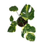 leafjoy Monstera Electro Light, One of a Kind 17cm in a natural fiber, top view