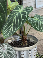 DocBlock Premier™ Briëlle™ '16' x  Black Widow™ '13' (Anthurium) in a 12cm white ceramic pot