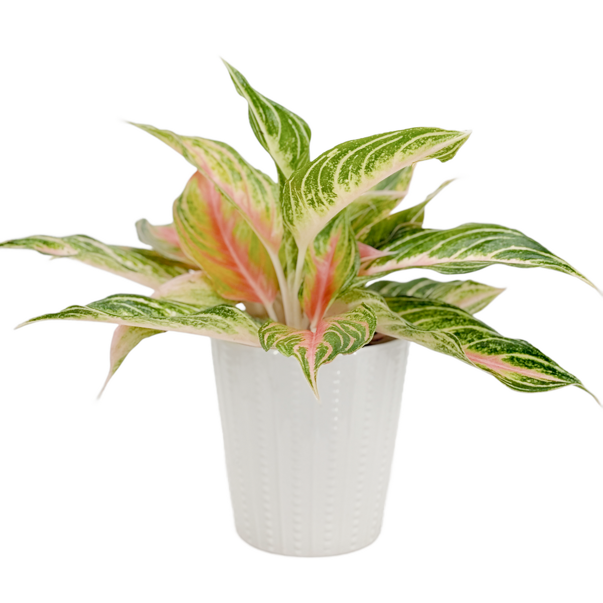 leafjoy Igneous Alpine Spires Aglaonema, alternate angle