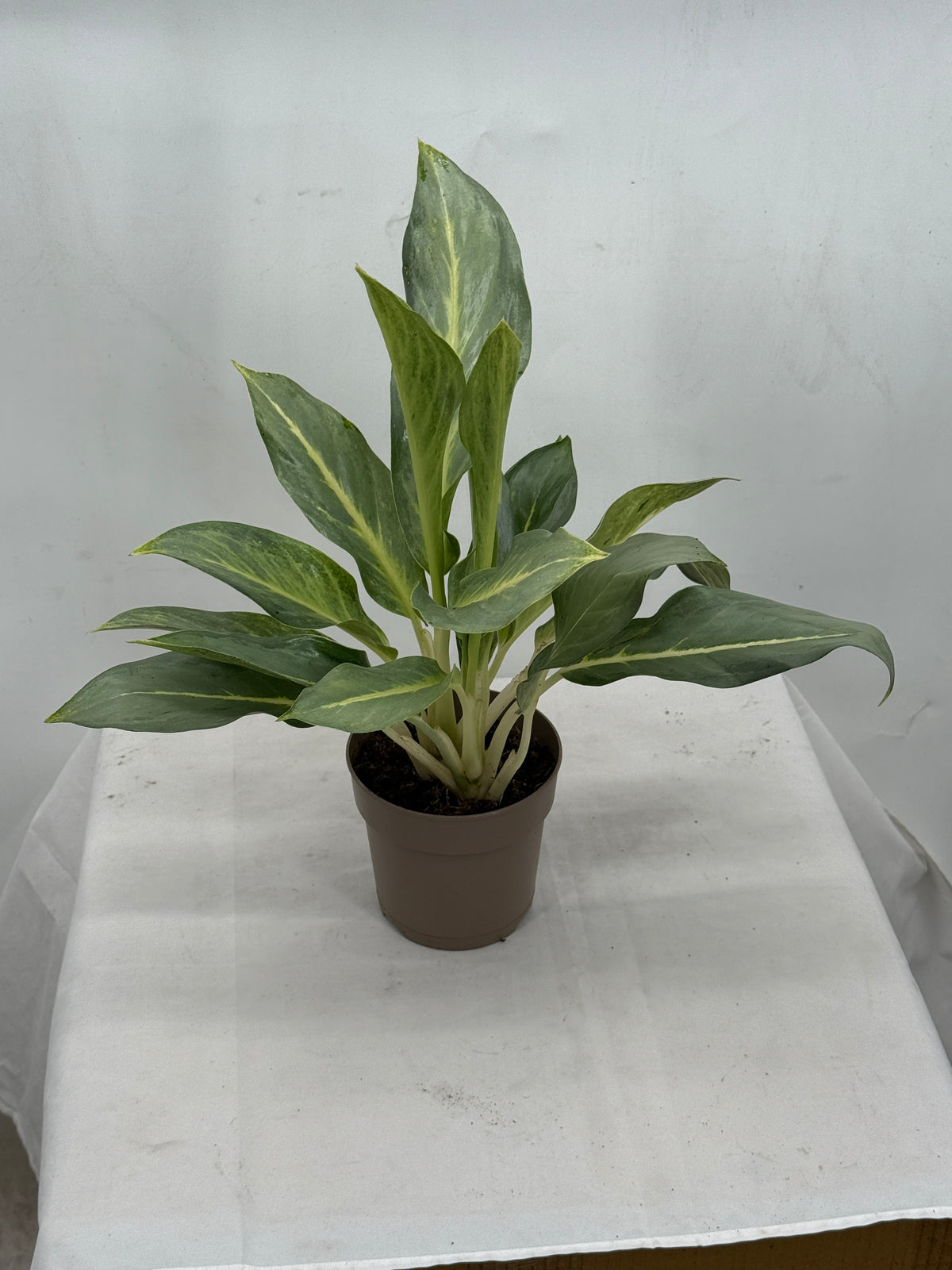 Igneous® Grey Ghost