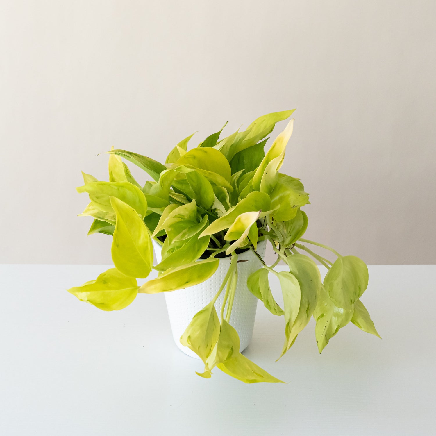BeautiFall Champs Elysees plant with vibrant green leaves in a decorative pot