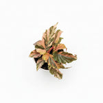Begonia Ginny Galaxy top down 9 cm on white 