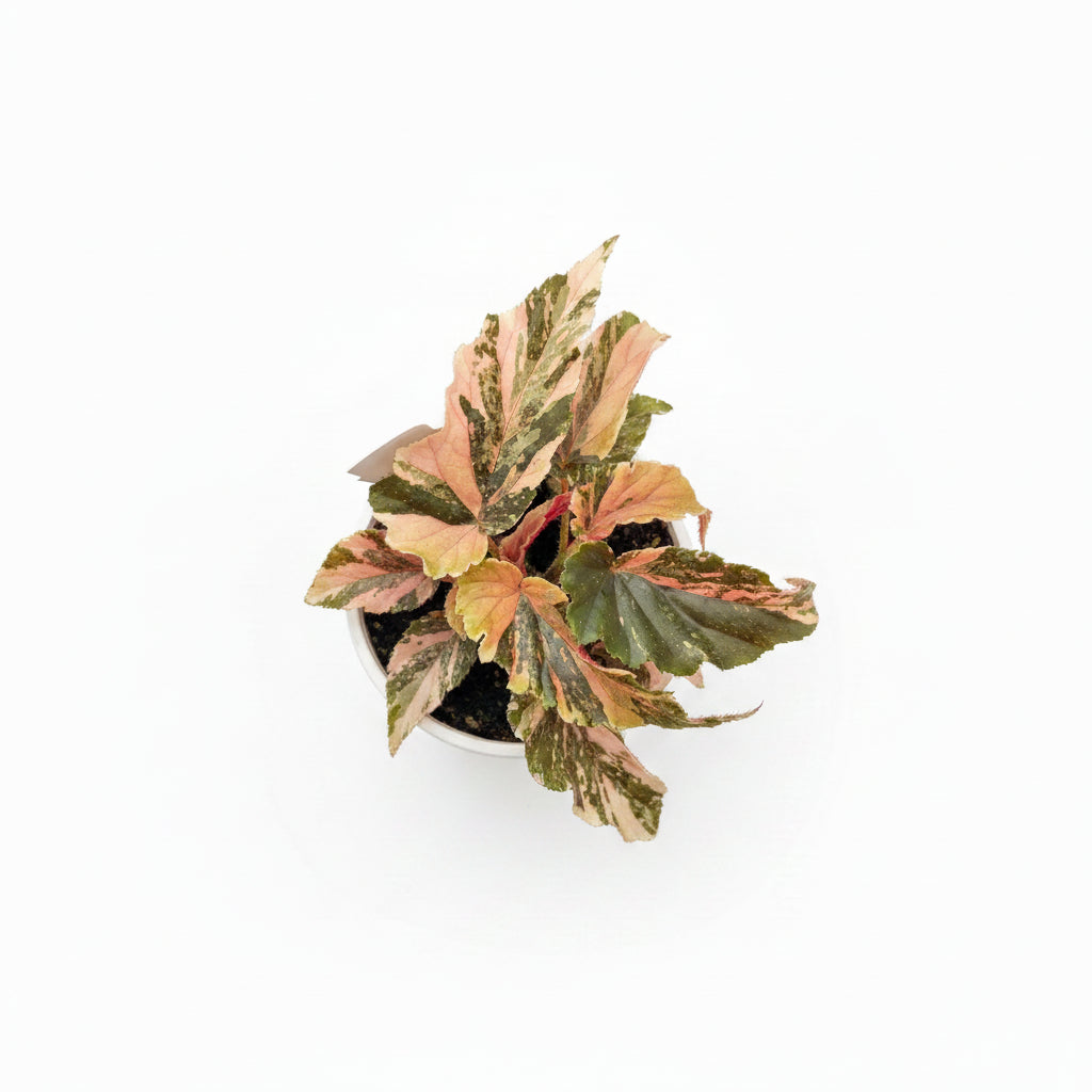 Begonia Ginny Galaxy top down 9 cm on white 