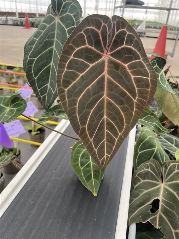 DocBlock Premier™ Home, Sweet Home™ '32' x  Dark & Handsome™ '9'