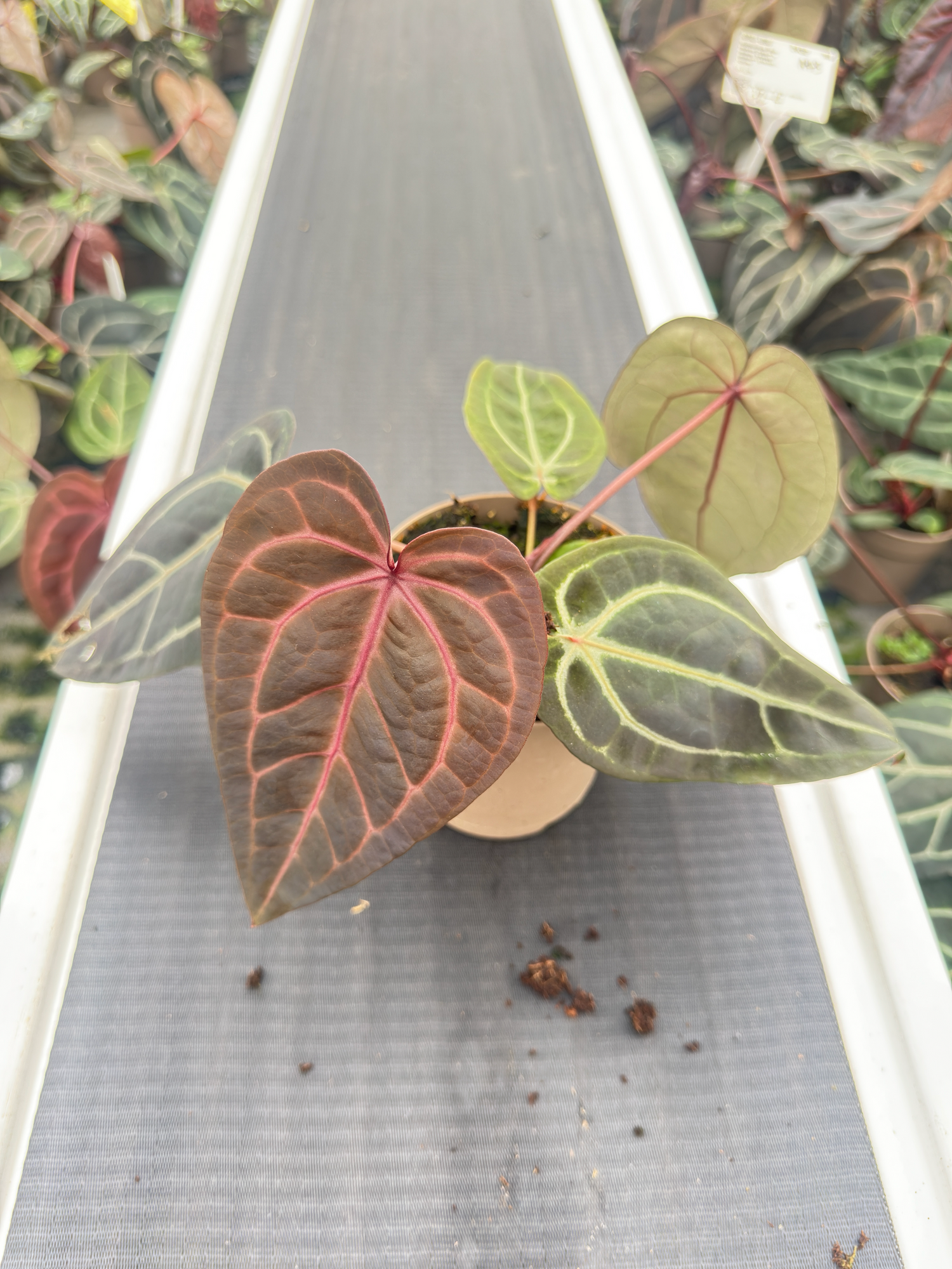 DocBlock Premier™ Home, Sweet Home™ '32' x Red Velvet Cake™ '24'
