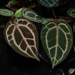 DocBlock Premier™ Crystal Red™ '12' x Michelle™ '1' (Anthurium) in a 12cm white ceramic pot