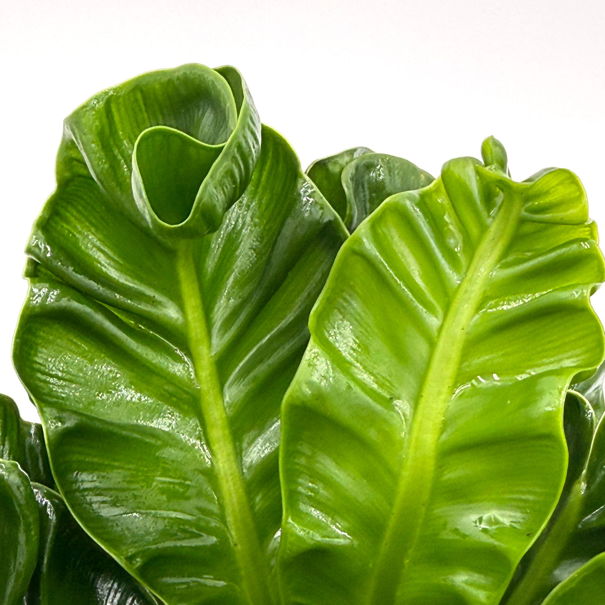 Asplenium 'Cobra'