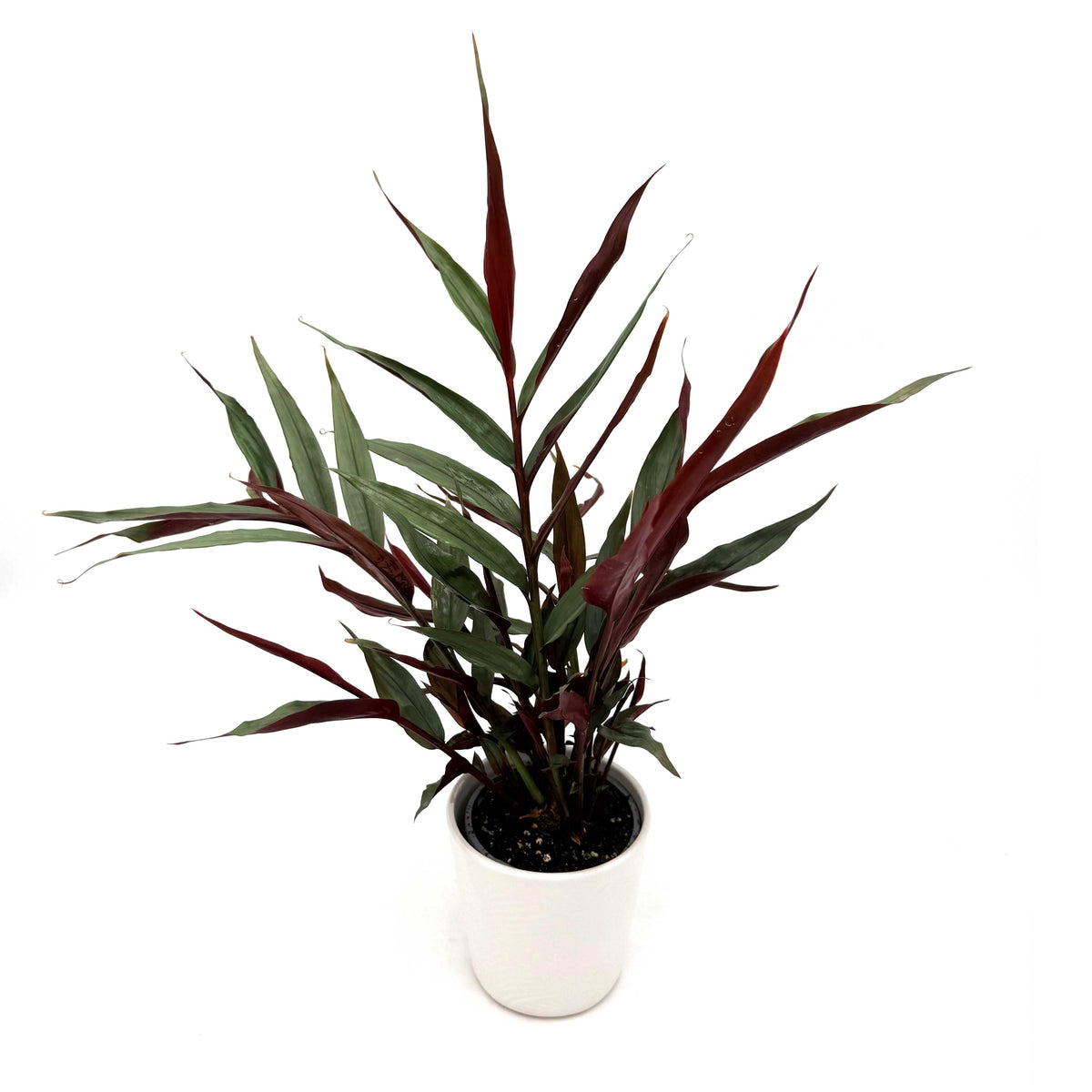 Scented Roots™ Red Rubin