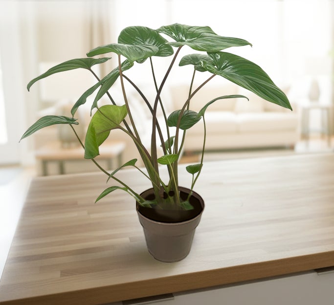leafjoy StyleLush Sea Turtle styled on a kitchen shelf -- temporary photo, professional booth photography pending