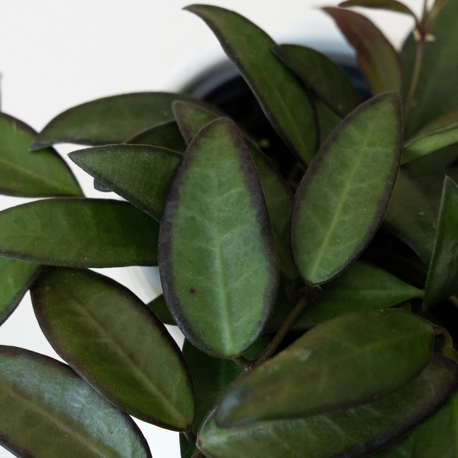 Endless Cascades® Adrift™