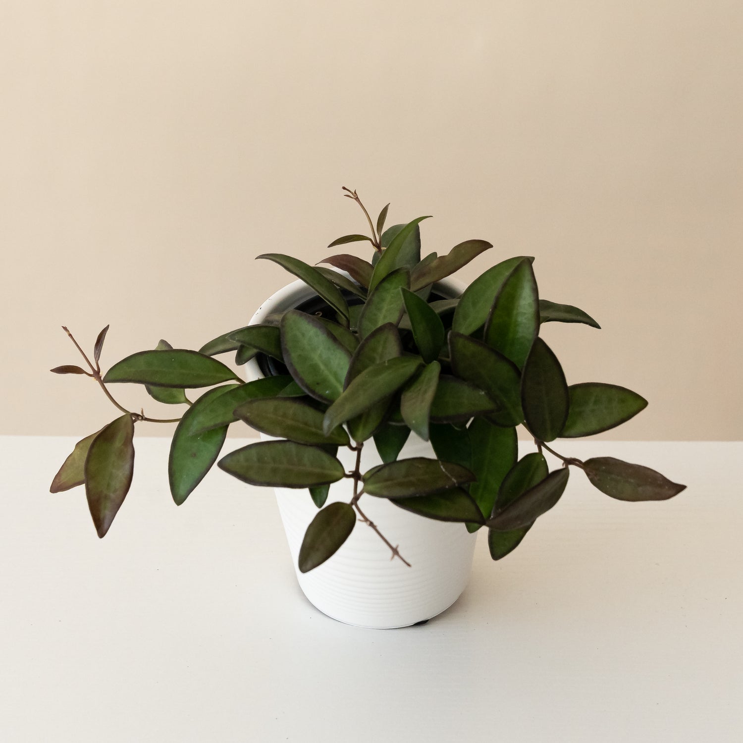 Endless Cascades® Adrift™