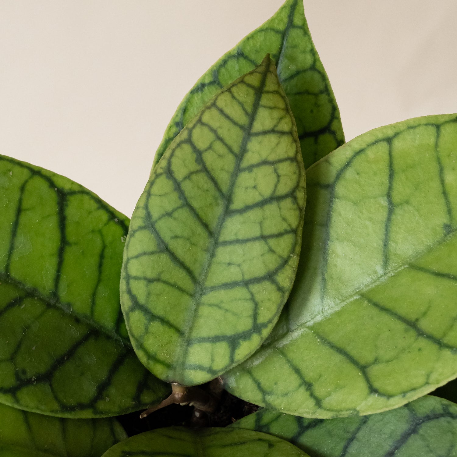 Endless Cascades® Shadow Falls™