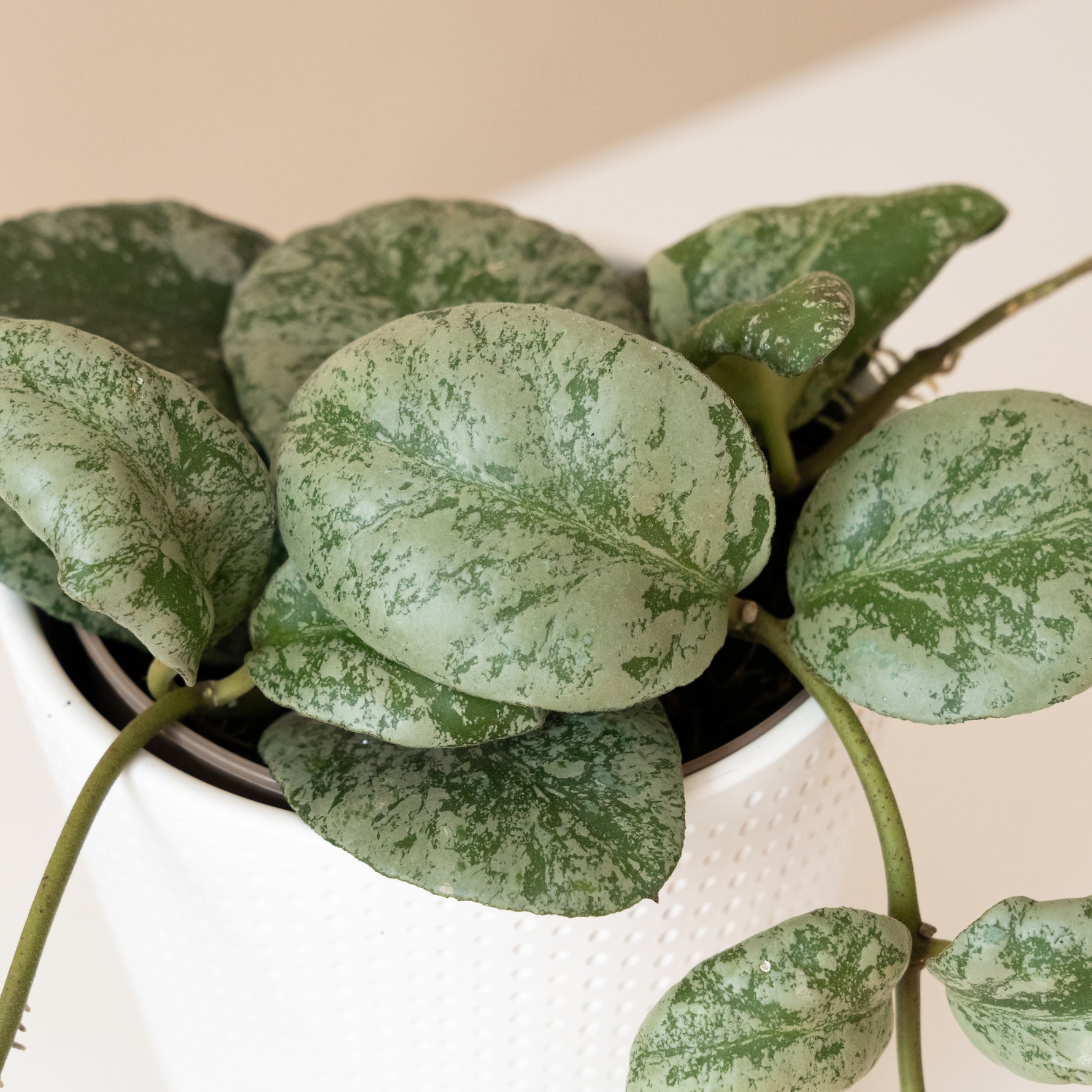 leafjoy® Monstera deliciosa with vibrant green leaves in a ceramic pot