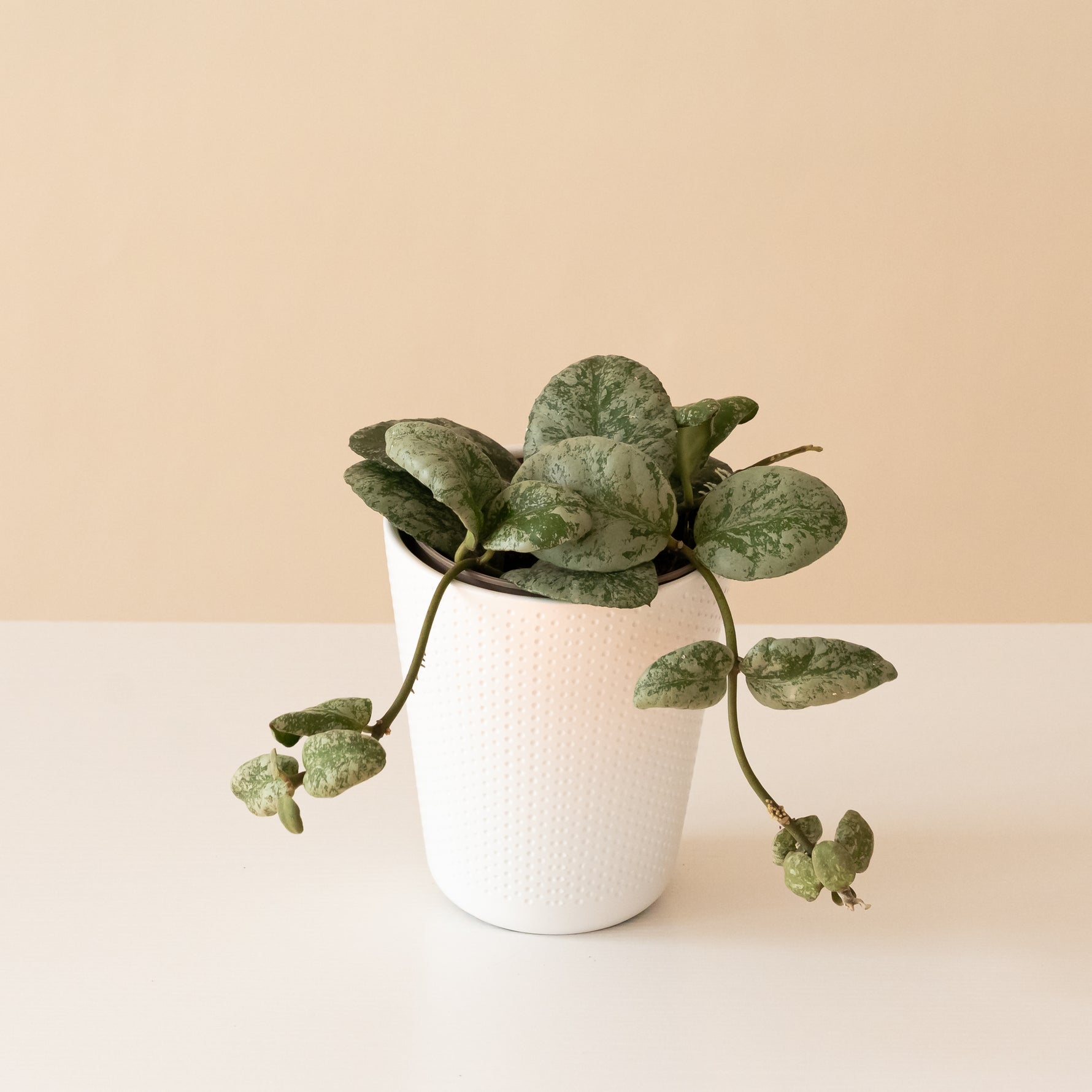 Endless Cascades® Waymaniae Kapuas plant in a decorative pot