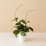 Endless Cascades® Quinquenervia
