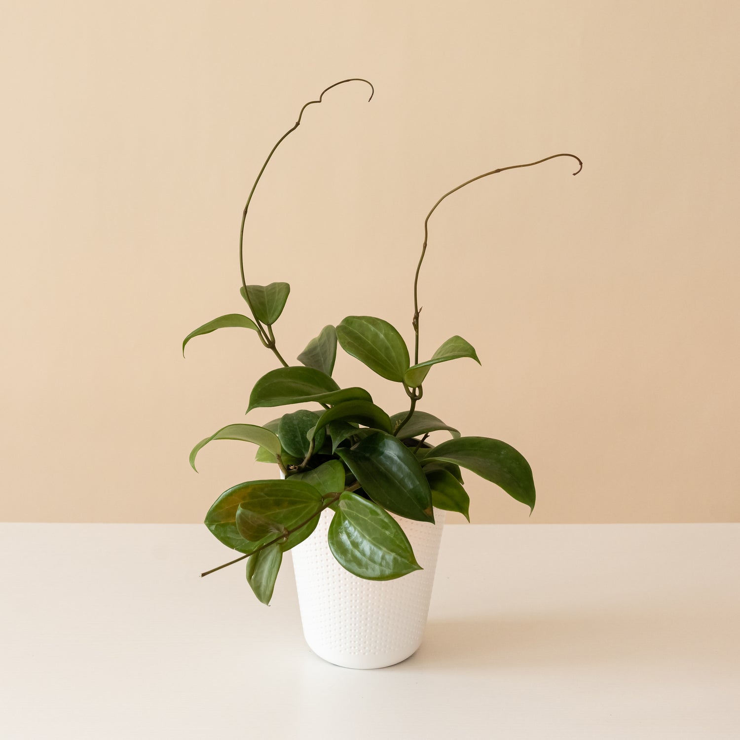 Endless Cascades® Quinquenervia